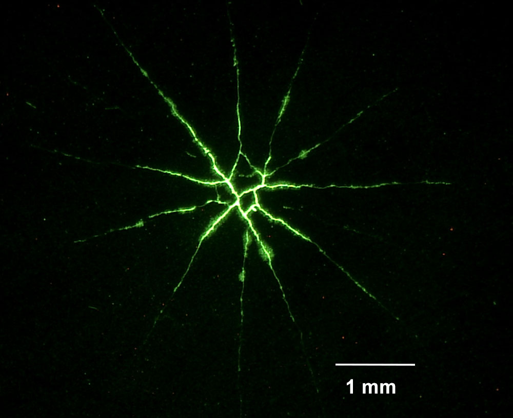 Linear crack indication under fluorescent penetrant inspection (representative)